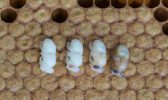brood age